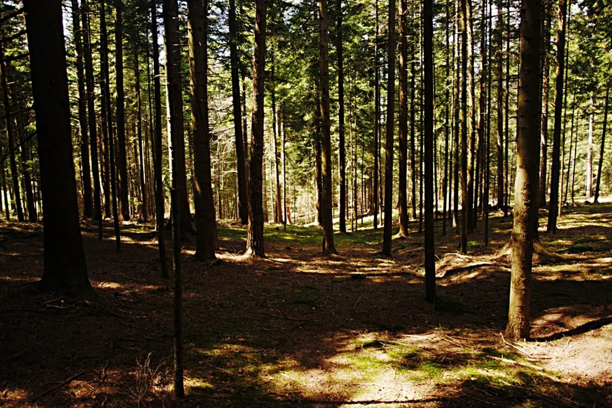 Forest Plot Bieszczady